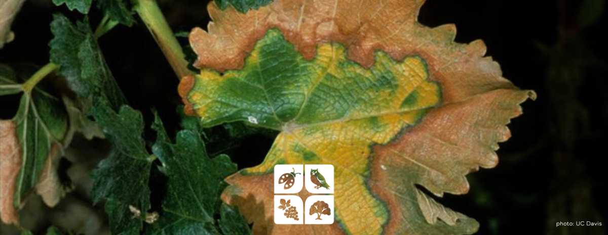 Tailgate | Managing Pierce's Disease: Lessons from Growers